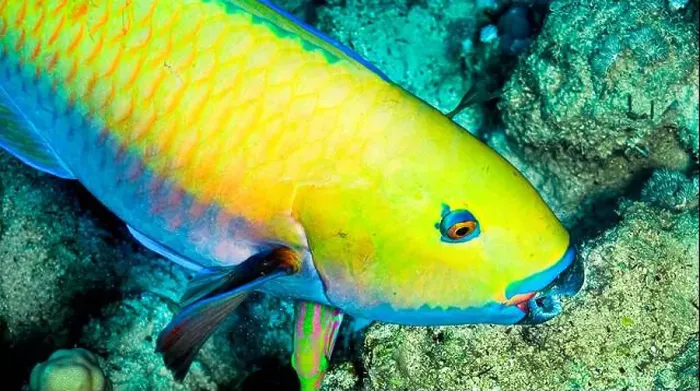 Framed Print : Steephead Parrotfish, Heavybeak Parrotfish, Chlorurus gibbus, Coral Reef, Red Sea, Egypt, Africa Framed Print : Steephead Parrotfish, Heavybeak Parrotfish, Chlorurus gibbus, Coral Reef, Red Sea, Egypt, Africa