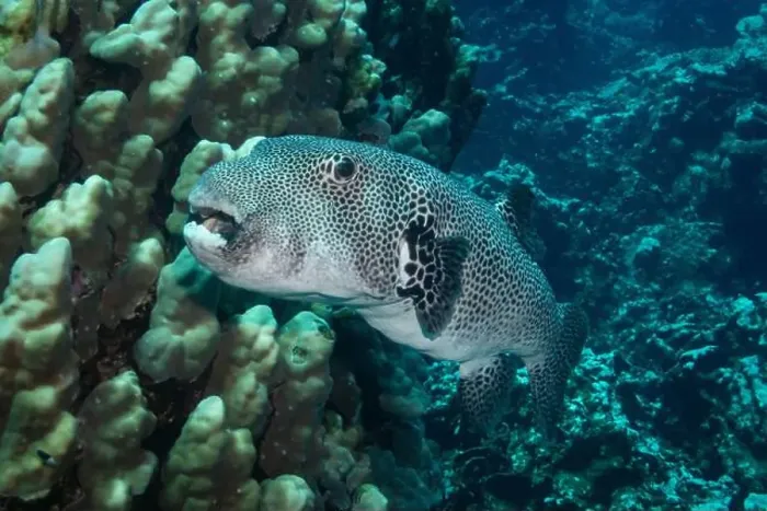 Framed Print : Stellate pufferfish in Red Sea near Marsa Alam, Egypt Framed Print : Stellate pufferfish in Red Sea near Marsa Alam, Egypt