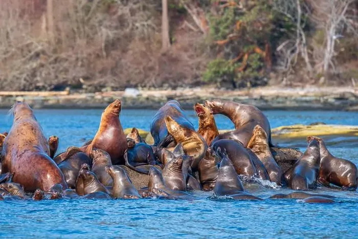 Framed Print : Steller sea lions (Eumetopias jubatus) hauled out at Norris Rocks near Hornby Island in the Salish Sea Framed Print : Steller sea lions (Eumetopias jubatus) hauled out at Norris Rocks near Hornby Island in the Salish Sea