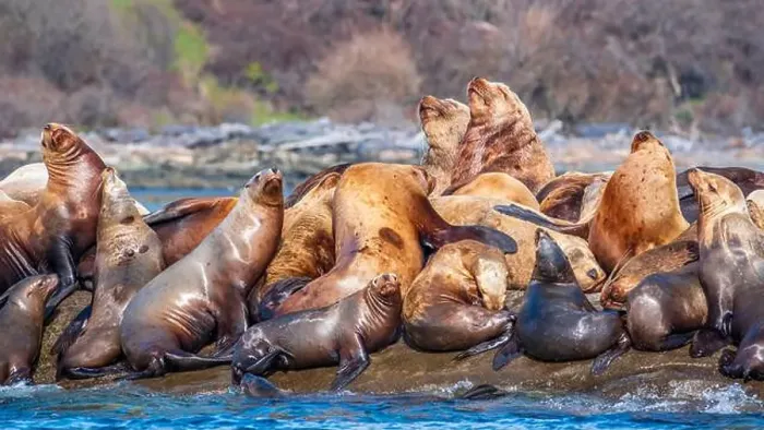 Framed Print : Steller sea lions (Eumetopias jubatus) hauled out at Norris Rocks near Hornby Island in the Salish Sea Framed Print : Steller sea lions (Eumetopias jubatus) hauled out at Norris Rocks near Hornby Island in the Salish Sea
