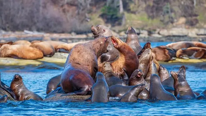 Framed Print : Steller sea lions (Eumetopias jubatus) hauled out at Norris Rocks near Hornby Island in the Salish Sea Framed Print : Steller sea lions (Eumetopias jubatus) hauled out at Norris Rocks near Hornby Island in the Salish Sea
