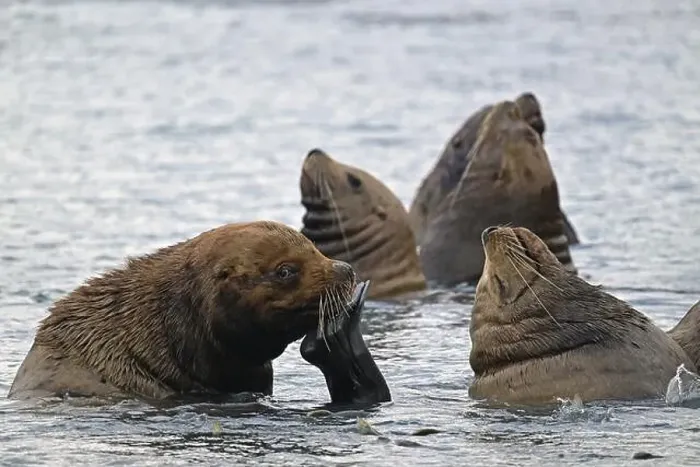 Framed Print : Several Steller sea lions (Eumetopias jubatus) swimming at rest in the water, Prince William Sound Framed Print : Several Steller sea lions (Eumetopias jubatus) swimming at rest in the water, Prince William Sound
