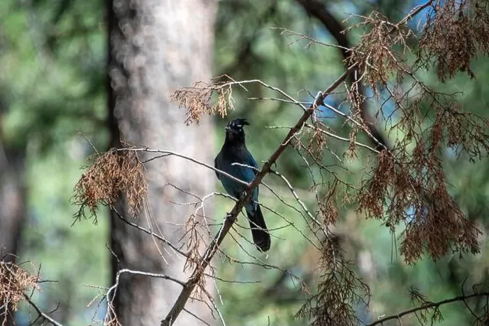 Framed Print : Steller's Jay (Cyanocitta stelleri) Framed Print : Steller's Jay (Cyanocitta stelleri)