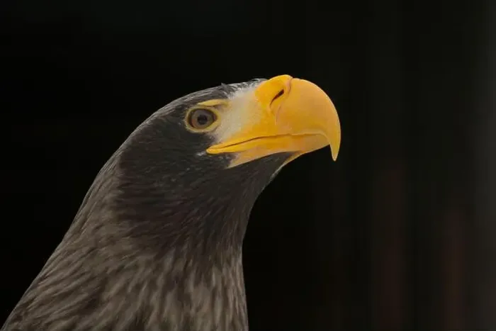 Framed Print : Steller's sea eagle on Dark background Framed Print : Steller's sea eagle on Dark background