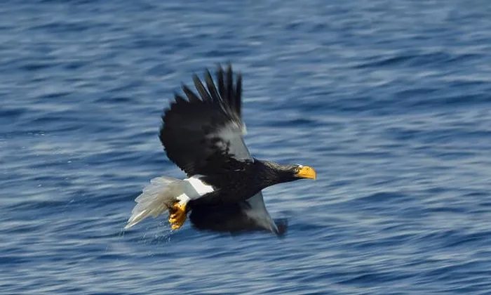 Framed Print : Steller's sea eagle fishing. Adult Steller's sea eagle (Haliaeetus pelagicus)