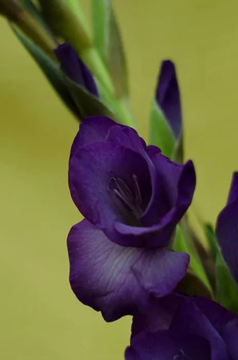 Framed Print : A stem of purple gladiola -gladiolus flowers and buds with yellow background Framed Print : A stem of purple gladiola -gladiolus flowers and buds with yellow background
