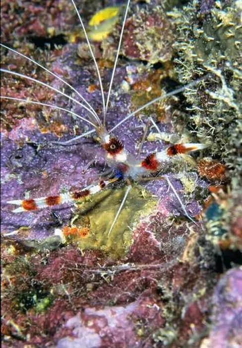 Framed Print : Stenopus hispidus is a shrimp-like decapod crustacean belonging to the infraorder Stenopodidea Framed Print : Stenopus hispidus is a shrimp-like decapod crustacean belonging to the infraorder Stenopodidea