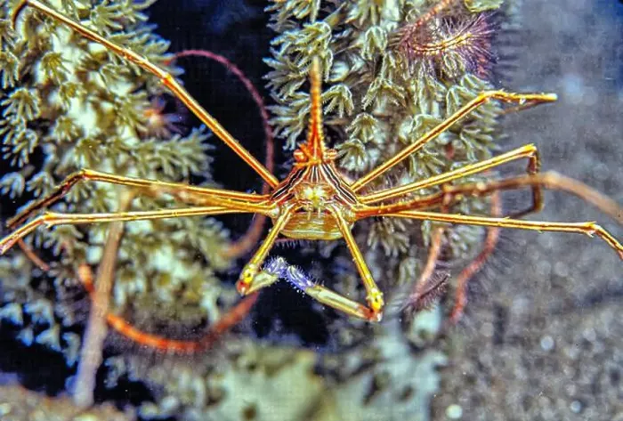 Framed Print : Stenorhynchus seticornis, the yellowline arrow crab or simply arrow crab, is a species of marine crab Framed Print : Stenorhynchus seticornis, the yellowline arrow crab or simply arrow crab, is a species of marine crab