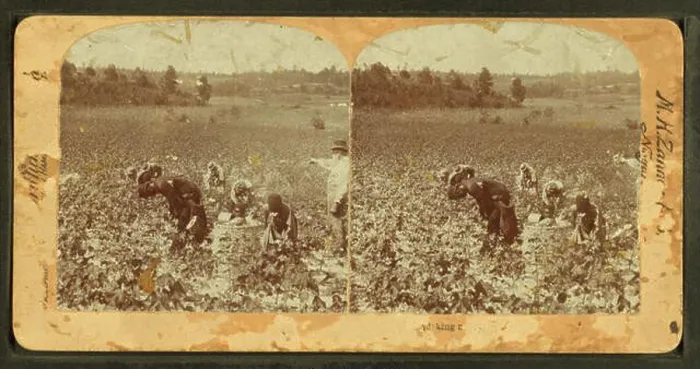 Framed Print : A stereoscopic photograph showing workers picking cotton in a field Framed Print : A stereoscopic photograph showing workers picking cotton in a field