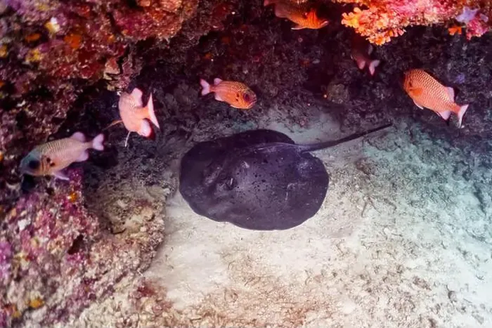 Framed Print : Sting ray in the coral reef of Maldives island Framed Print : Sting ray in the coral reef of Maldives island