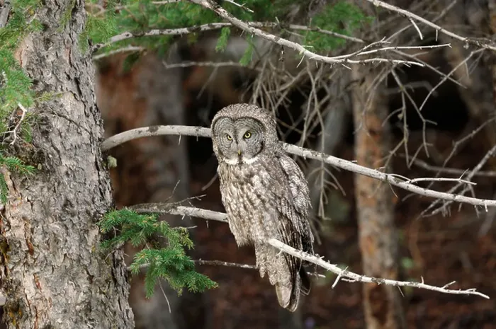 Framed Print : Stock photo of a great gray owl sitting on the limb of a pine tree, Yellowstone National Park 2009 Framed Print : Stock photo of a great gray owl sitting on the limb of a pine tree, Yellowstone National Park 2009