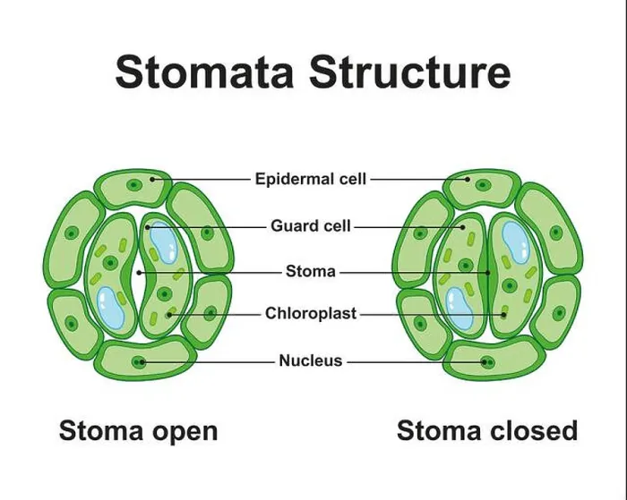 Framed Print : Stomata structure, illustration Framed Print : Stomata structure, illustration