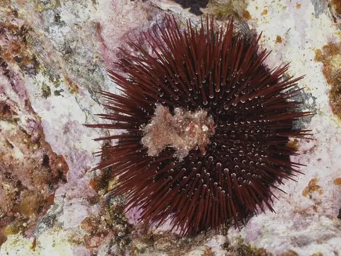 Framed Print : Stone urchin (Paracentrotus lividus) with purple spines on seabed Framed Print : Stone urchin (Paracentrotus lividus) with purple spines on seabed