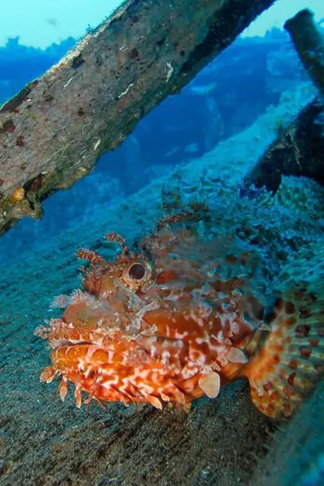 Framed Print : Stonefish, Scorpaena scrofa, Cabo Cope-Puntas del Calnegre Natural Park Framed Print : Stonefish, Scorpaena scrofa, Cabo Cope-Puntas del Calnegre Natural Park