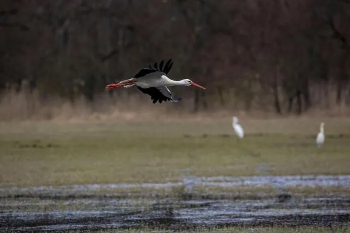 Framed Print : Stork flying over a wet meadow at a little pond called Mönchbruchweiher in the Mönchbruch natural reserve next to Framed Print : Stork flying over a wet meadow at a little pond called Mönchbruchweiher in the Mönchbruch natural reserve next to