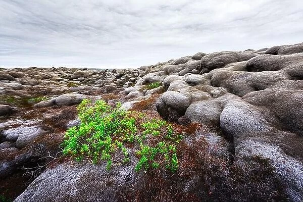 Strange Iceland landscape with lava field covered with brown moss Eldhraun from volcano eruption and cloudy sky