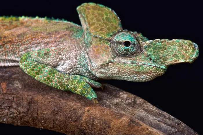 Framed Print : Strange-nosed chameleon (Kinyongia xenorhina) Framed Print : Strange-nosed chameleon (Kinyongia xenorhina)