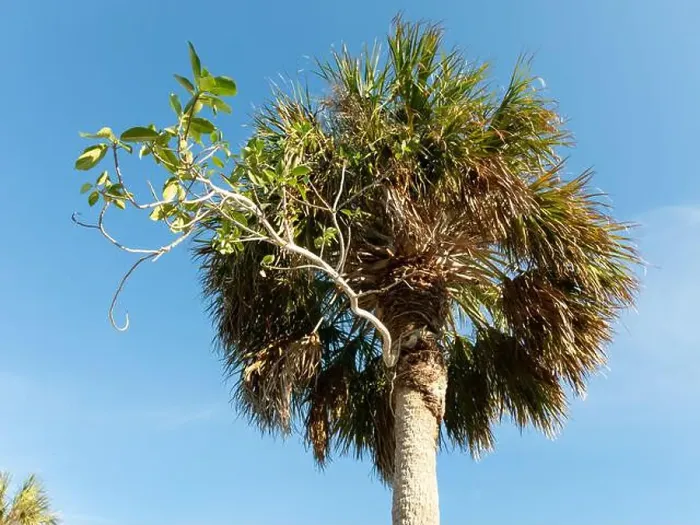 Framed Print : A strangler fig wraps around a palm tree Framed Print : A strangler fig wraps around a palm tree