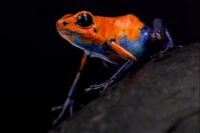 Framed Print : Strawberry dart frog, Oophaga pumilio Blue jeans Nicaragua Framed Print : Strawberry dart frog, Oophaga pumilio Blue jeans Nicaragua