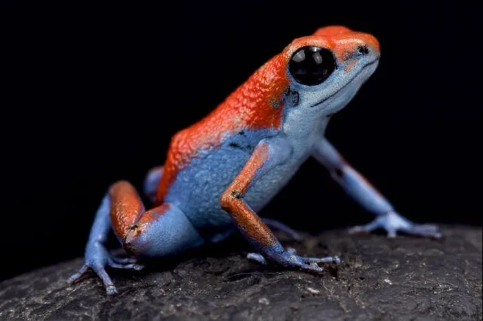 Framed Print : Strawberry dart frog, Oophaga pumilio Escudo Framed Print : Strawberry dart frog, Oophaga pumilio Escudo