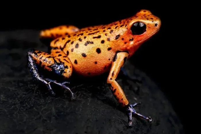 Framed Print : The Strawberry dart frog (Oophaga pumilio) is a highly variable colored amphibian species Framed Print : The Strawberry dart frog (Oophaga pumilio) is a highly variable colored amphibian species