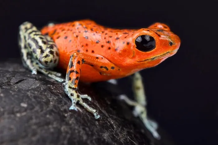 Framed Print : Strawberry dart frog, Oophaga pumilio Pico de Chriqui Framed Print : Strawberry dart frog, Oophaga pumilio Pico de Chriqui