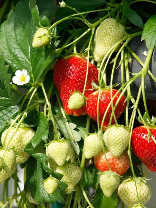 Framed Print : Strawberry plant with ripe and unripe fruits and flower Framed Print : Strawberry plant with ripe and unripe fruits and flower