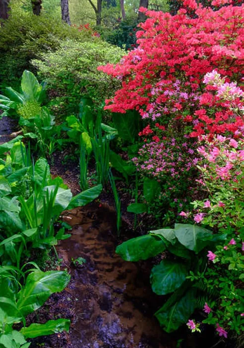 Framed Print : Stream lined with green foliage and pink and red flowers in the Spring at Isabella Plantation in Richmond Park Framed Print : Stream lined with green foliage and pink and red flowers in the Spring at Isabella Plantation in Richmond Park