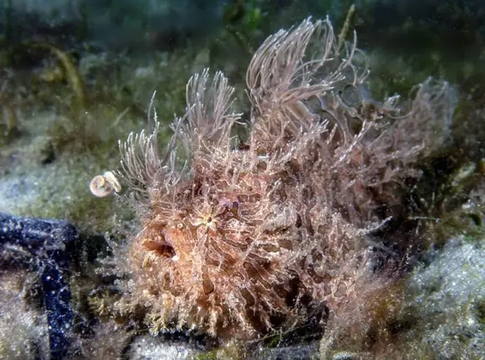 Framed Print : A Striated Frogfish (Antennarius striatus) in Florida, USA Framed Print : A Striated Frogfish (Antennarius striatus) in Florida, USA