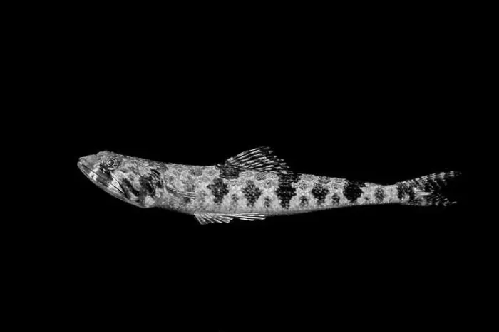 Framed Print : A striking black and white image captures a fish with intricate patterns Framed Print : A striking black and white image captures a fish with intricate patterns