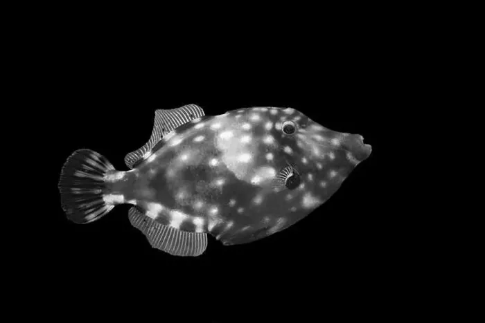Framed Print : A striking black and white photograph of a uniquely patterned fish in profile against a dark background Framed Print : A striking black and white photograph of a uniquely patterned fish in profile against a dark background