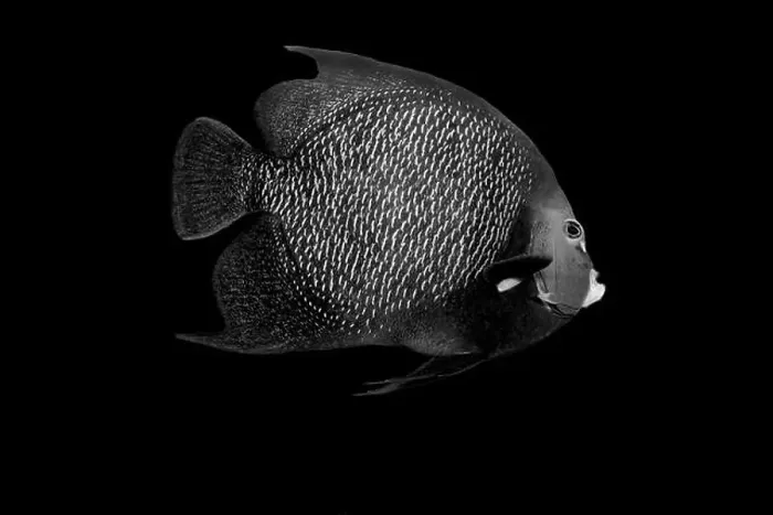Framed Print : Striking black and white portrait of a fish set against a dark background Highlighting intricate details Framed Print : Striking black and white portrait of a fish set against a dark background Highlighting intricate details