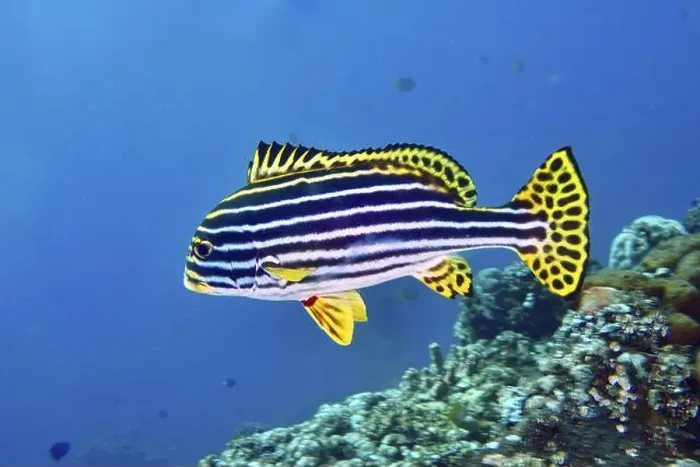 Framed Print : A strikingly striped fish, Oriental sweetlips (Plectorhinchus vittatus) Framed Print : A strikingly striped fish, Oriental sweetlips (Plectorhinchus vittatus)