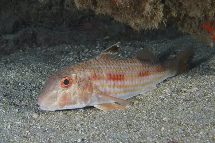 Framed Print : A striped barb (Mullus surmuletus) with red eyes lies on the sandy seabed Framed Print : A striped barb (Mullus surmuletus) with red eyes lies on the sandy seabed