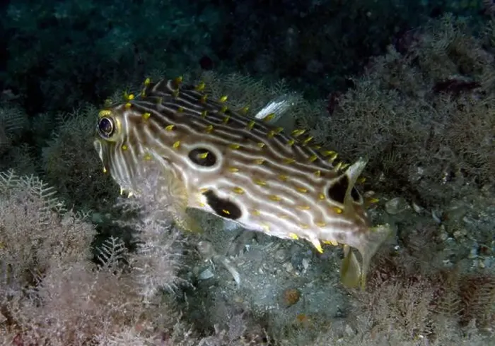 Framed Print : A Striped Burrfish (Chilomycterus schoepfi) in Florida, USA Framed Print : A Striped Burrfish (Chilomycterus schoepfi) in Florida, USA