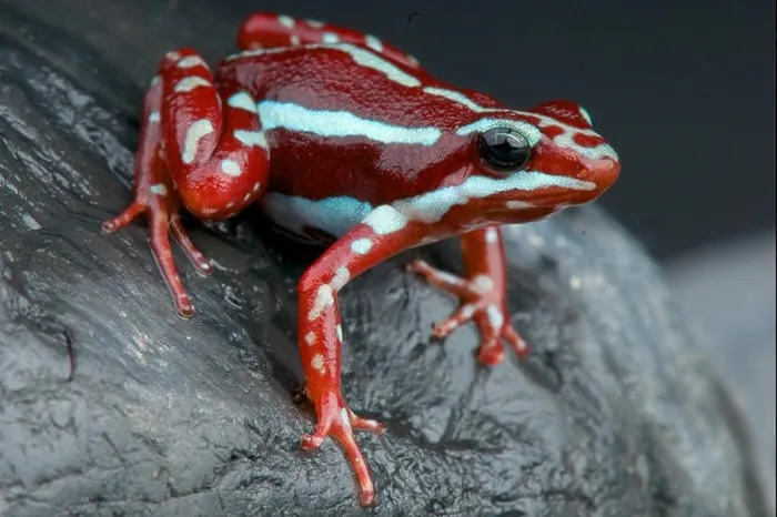 Framed Print : Striped dart frog / Epidobates anthonyi Framed Print : Striped dart frog / Epidobates anthonyi