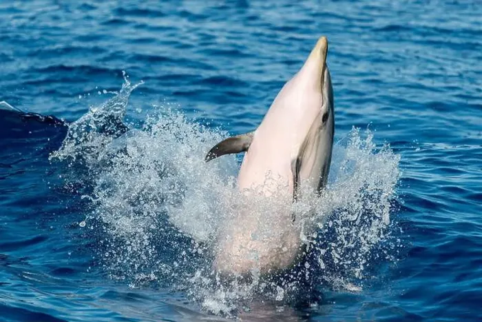 Framed Print : striped dolphin jumping outside the blue sea Framed Print : striped dolphin jumping outside the blue sea