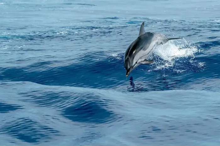Framed Print : striped dolphin jumping outside the blue sea Framed Print : striped dolphin jumping outside the blue sea