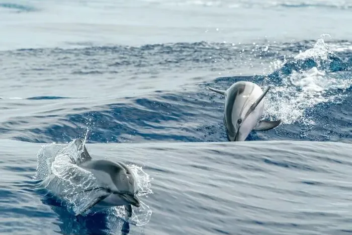 Framed Print : striped dolphin jumping outside the blue sea Framed Print : striped dolphin jumping outside the blue sea
