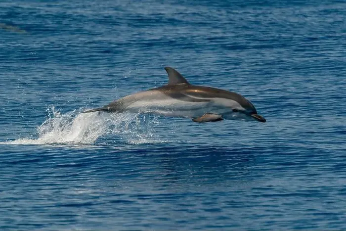 Framed Print : A striped dolphin, Stenella coeruleoalba, wild and free jumping in mediterranean Sea Framed Print : A striped dolphin, Stenella coeruleoalba, wild and free jumping in mediterranean Sea