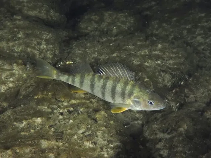 Framed Print : Striped fish, perch (Perca fluviatilis) Framed Print : Striped fish, perch (Perca fluviatilis)