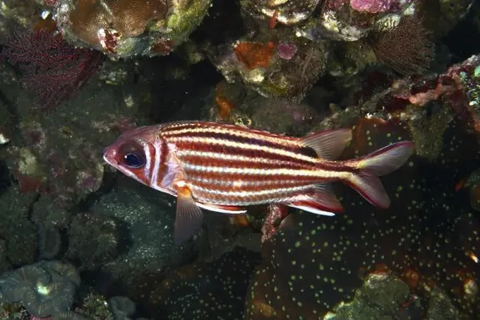 Framed Print : A striped fish, red squirrelfish (Sargocentron rubrum) Framed Print : A striped fish, red squirrelfish (Sargocentron rubrum)