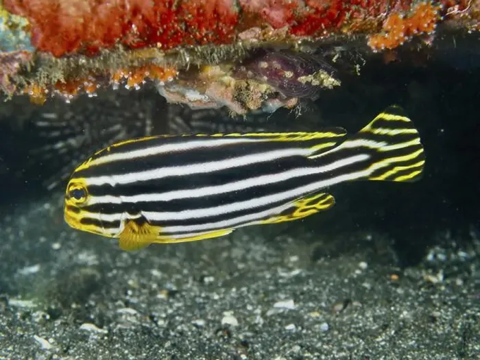 Framed Print : A striped fish, striped sweetlips (Plectorhinchus lessonii) Framed Print : A striped fish, striped sweetlips (Plectorhinchus lessonii)