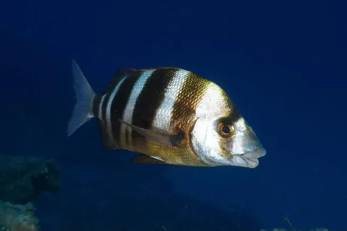 Framed Print : A striped fish, zebra bream (Diplodus cervinus cervinus) Framed Print : A striped fish, zebra bream (Diplodus cervinus cervinus)