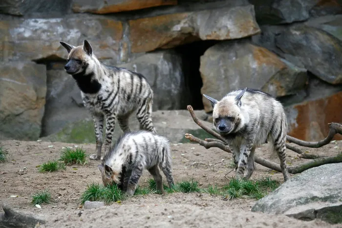 Framed Print : Striped Hyena Crocuta hyaena pair with cub in a zoo Framed Print : Striped Hyena Crocuta hyaena pair with cub in a zoo