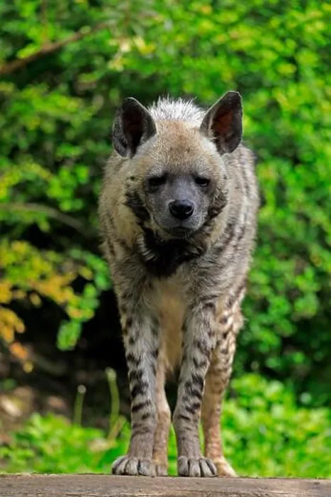 Framed Print : Striped hyena (Hyaena hyaena), adult, alert, captive Framed Print : Striped hyena (Hyaena hyaena), adult, alert, captive