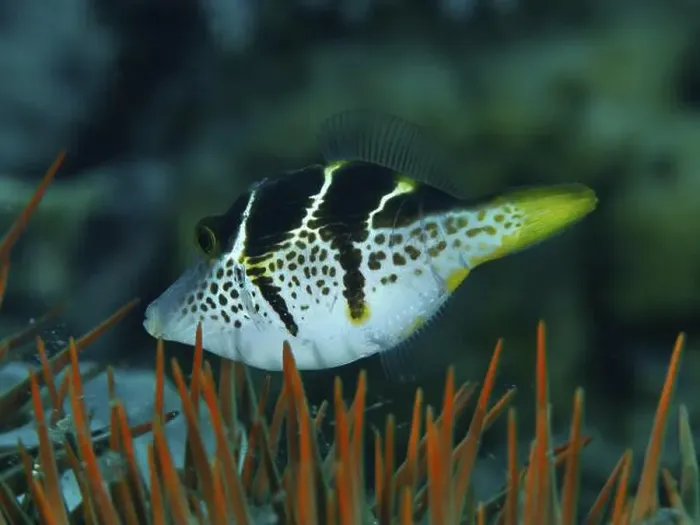 Framed Print : A striped mimicry filefish (Paraluteres prionurus) Framed Print : A striped mimicry filefish (Paraluteres prionurus)