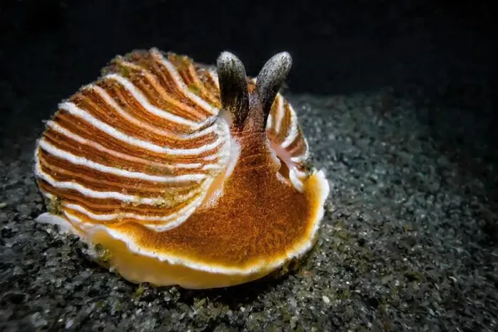 Framed Print : Striped Nudibranch, Armina californica, in sandy habitat off Fox Island in Puget Sound, Washington State, USA Framed Print : Striped Nudibranch, Armina californica, in sandy habitat off Fox Island in Puget Sound, Washington State, USA