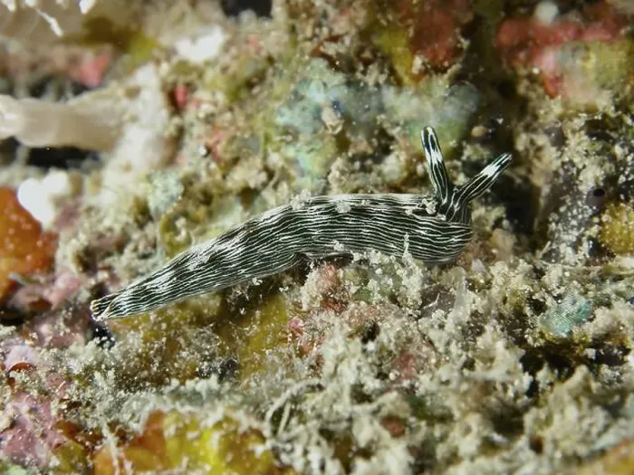 Framed Print : Striped nudibranch, gracile thuridilla (Thuridilla gracilis)