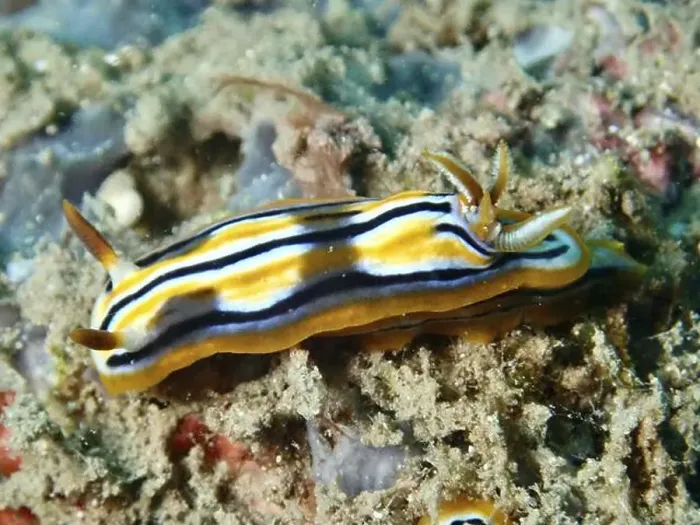 Framed Print : Striped nudibranch in yellow, white and black